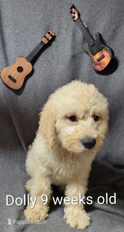Dolly – Goldendoodle puppy for sale in Chinquapin, NC