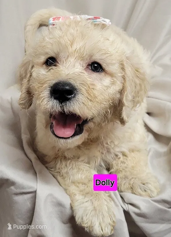 Dolly – Goldendoodle puppy for sale in Chinquapin, NC