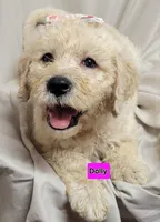 Dolly, a female Goldendoodle for sale in Chinquapin, NC – 5 of 10