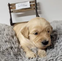 Willie, a male Goldendoodle for sale in Chinquapin, NC – 3 of 5