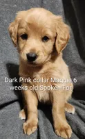Dark Pink Collar, a female Goldendoodle for sale in Chinquapin, NC – Photo 5 of 6