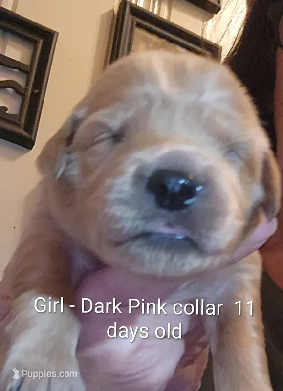 Dark Pink Collar