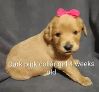 Dark Pink Collar, a female Goldendoodle for sale in Chinquapin, NC – Photo 3 of 6