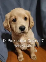 Dark Pink Collar, a female Goldendoodle for sale in Chinquapin, NC – Photo 6 of 6
