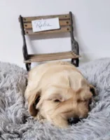 Reba, a female Goldendoodle for sale in Chinquapin, NC – 2 of 4
