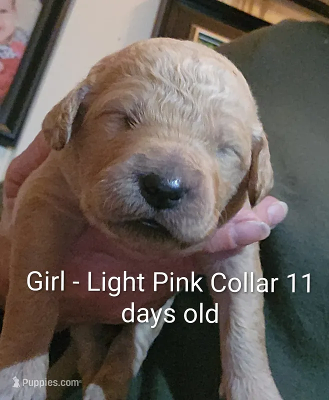 Light Pink Collar