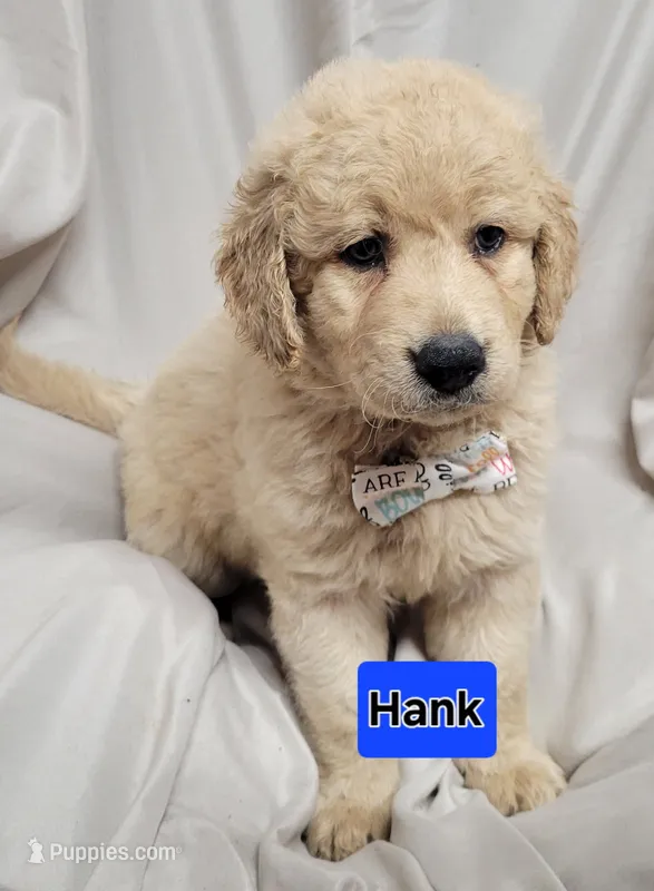 Hank – Goldendoodle puppy for sale in Chinquapin, NC