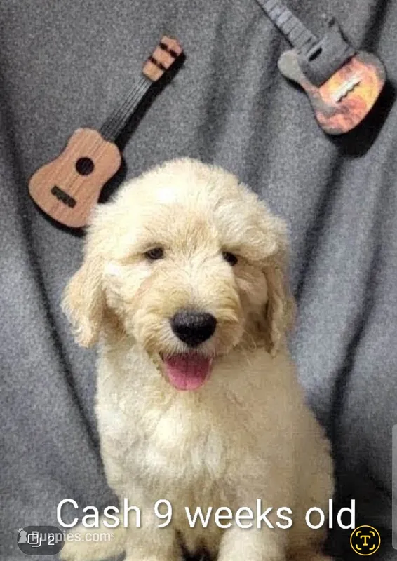 Cash – Goldendoodle puppy for sale in Chinquapin, NC