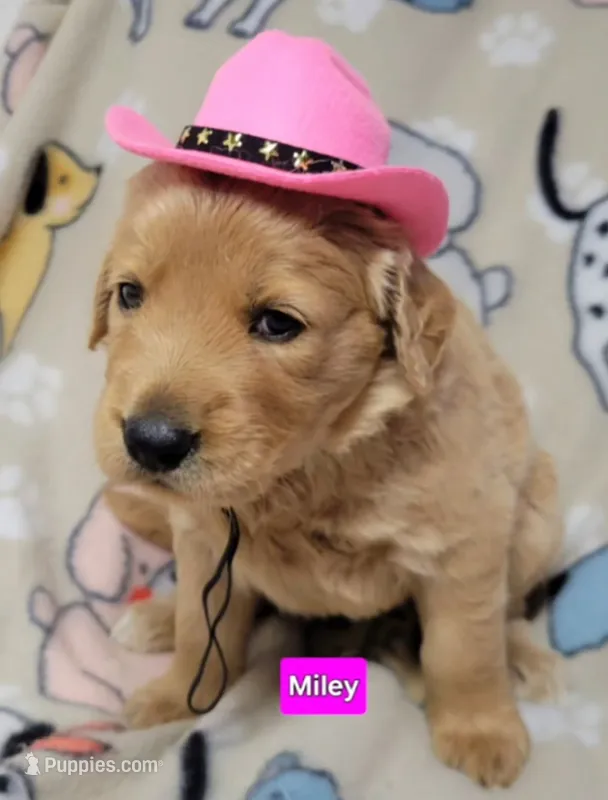 Miley – Goldendoodle puppy for sale in Chinquapin, NC