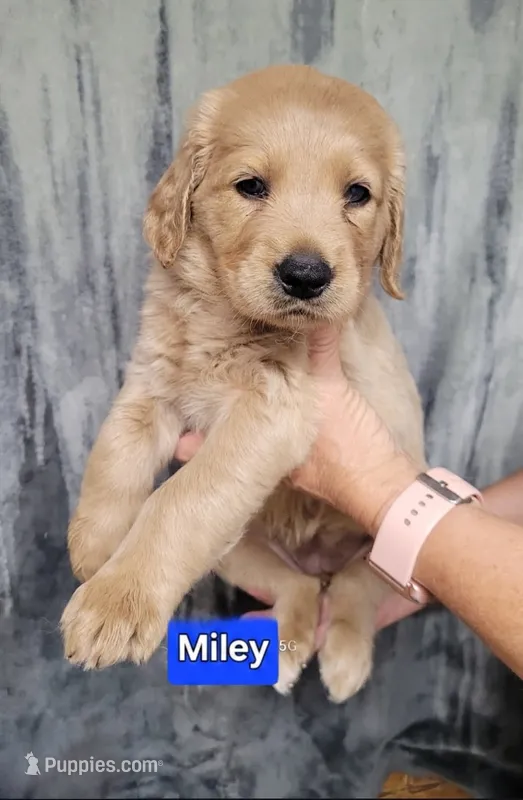 Miley – Goldendoodle puppy for sale in Chinquapin, NC