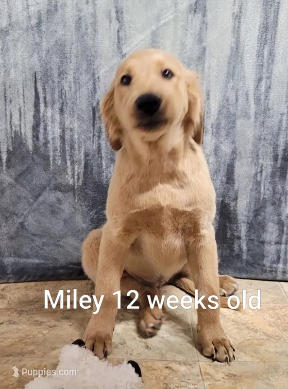 Miley – Goldendoodle puppy for sale in Chinquapin, NC