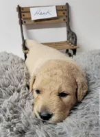 Hank, a male Goldendoodle for sale in Chinquapin, NC – 3 of 5