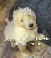 Blue Collar, a male Goldendoodle for sale in Chinquapin, NC – Photo 10 of 10