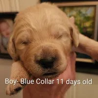 Blue Collar, a male Goldendoodle for sale in Chinquapin, NC – Photo 1 of 10