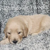 Blue Collar, a male Goldendoodle for sale in Chinquapin, NC – Photo 2 of 10