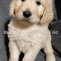 Blue Collar, a male Goldendoodle for sale in Chinquapin, NC – Photo 5 of 10
