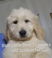 Blue Collar, a male Goldendoodle for sale in Chinquapin, NC – Photo 9 of 10