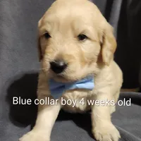 Blue Collar, a male Goldendoodle for sale in Chinquapin, NC – Photo 3 of 10