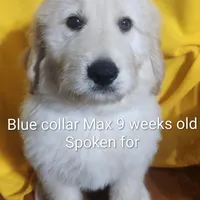 Blue Collar, a male Goldendoodle for sale in Chinquapin, NC – Photo 8 of 10