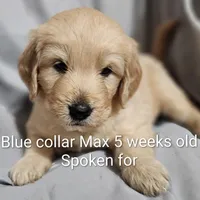 Blue Collar, a male Goldendoodle for sale in Chinquapin, NC – Photo 4 of 10