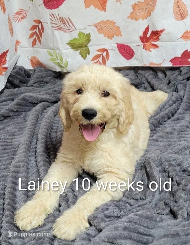 Lainey – Goldendoodle puppy for sale in Chinquapin, NC