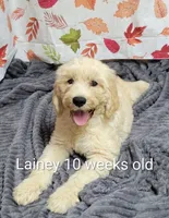 Lainey, a female Goldendoodle for sale in Chinquapin, NC – 2 of 10