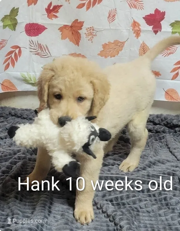 Hank – Goldendoodle puppy for sale in Chinquapin, NC