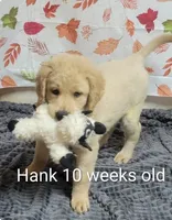 Hank, a male Goldendoodle for sale in Chinquapin, NC – 2 of 10