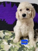 Dolly, a female Goldendoodle for sale in Chinquapin, NC – 4 of 10
