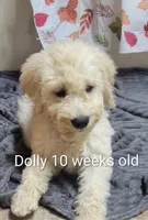 Dolly, a female Goldendoodle for sale in Chinquapin, NC – 2 of 10