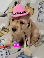 Reba, a female Goldendoodle for sale in Chinquapin, NC – 1 of 4