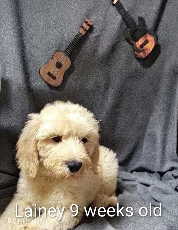 Lainey – Goldendoodle puppy for sale in Chinquapin, NC
