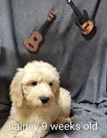 Lainey, a female Goldendoodle for sale in Chinquapin, NC – 3 of 10