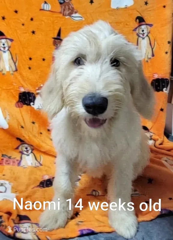 Naomi – Goldendoodle puppy for sale in Chinquapin, NC