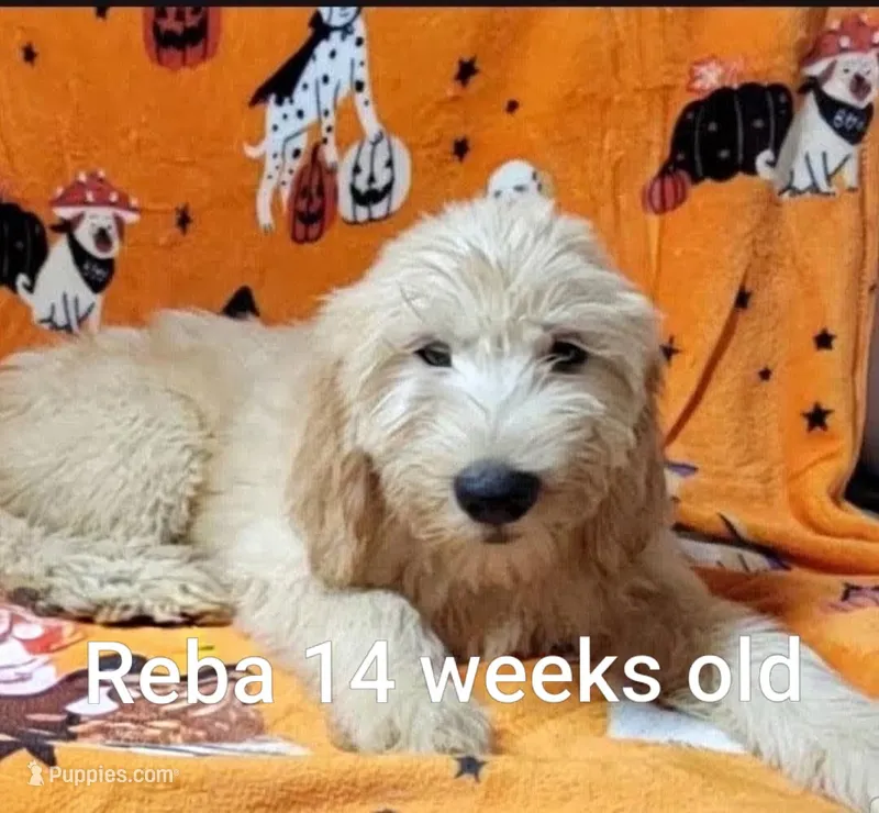 Reba – Goldendoodle puppy for sale in Chinquapin, NC