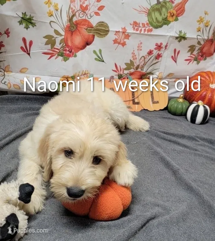 Naomi – Goldendoodle puppy for sale in Chinquapin, NC