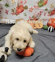 Naomi, a female Goldendoodle for sale in Chinquapin, NC – 1 of 10