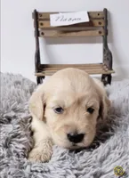 Naomi, a female Goldendoodle for sale in Chinquapin, NC – 3 of 4