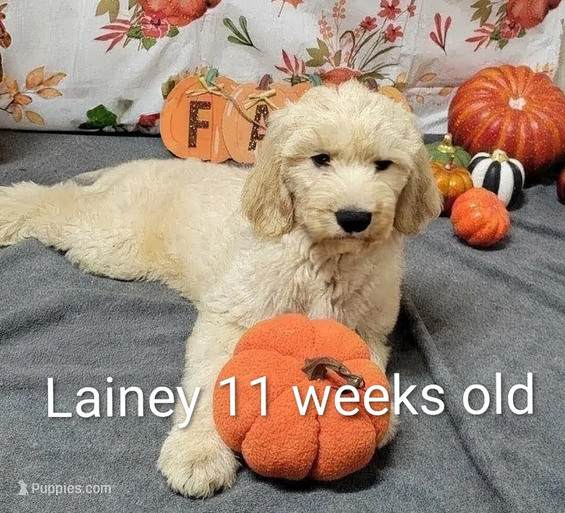 Lainey – Goldendoodle puppy for sale in Chinquapin, NC