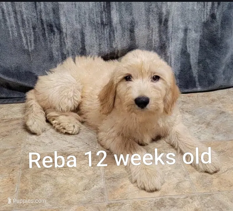Reba – Goldendoodle puppy for sale in Chinquapin, NC