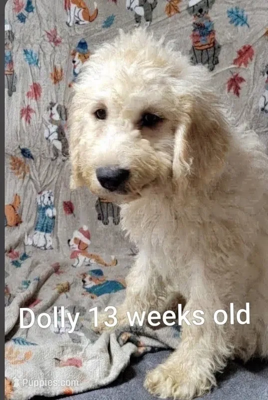 Dolly – Goldendoodle puppy for sale in Chinquapin, NC