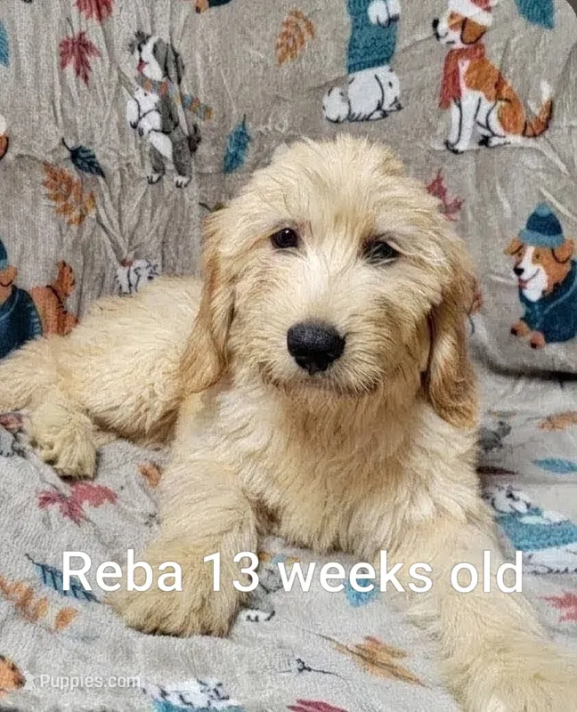 Reba – Goldendoodle puppy for sale in Chinquapin, NC