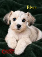 Elvis (blue eye platinum merle charting 8-10lbs), a male Miniature Schnauzer for sale in Park Hill, OK – 3 of 4