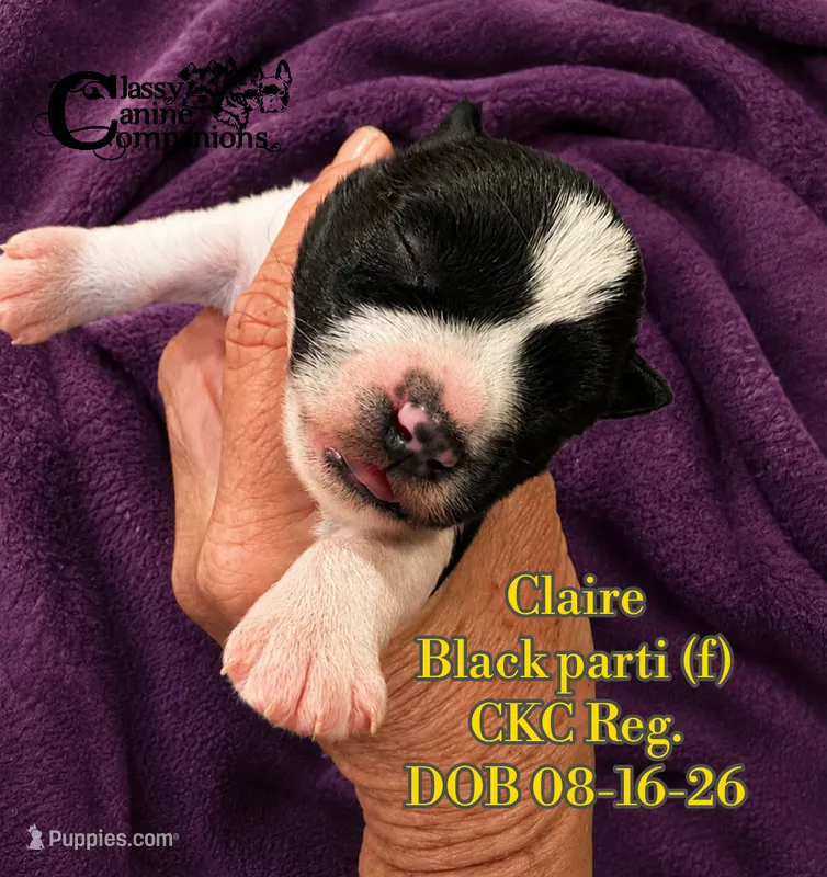 Claire – Miniature Schnauzer puppy for sale in Park Hill, OK