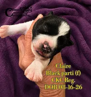 Claire, a female Miniature Schnauzer for sale in Park Hill, OK – 1 of 2