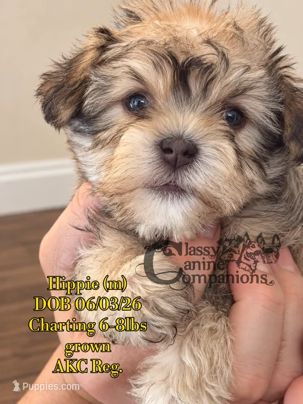 Hippie – Miniature Schnauzer puppy for sale in Park Hill, OK