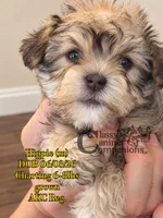 Hippie, a male Miniature Schnauzer for sale in Park Hill, OK – 1 of 4