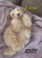 Cyrus (AKC), a male Miniature Schnauzer for sale in Park Hill, OK – 2 of 7