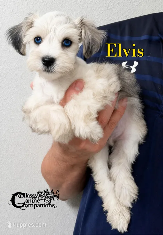 Elvis (blue eye platinum merle charting 8-10lbs) – Miniature Schnauzer puppy for sale in Park Hill, OK