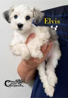 Elvis (blue eye platinum merle charting 8-10lbs), a male Miniature Schnauzer for sale in Park Hill, OK – 1 of 4